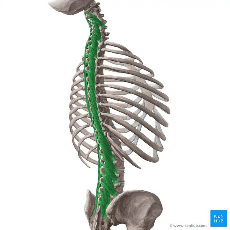 Многораздельная мышца — Physiotherapist Многораздельная мышца