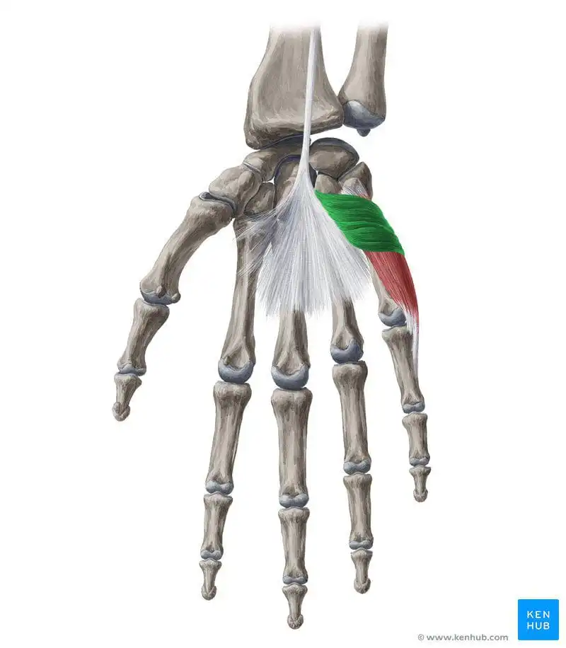 Короткая ладонная мышца — Physiotherapist Короткая ладонная мышца