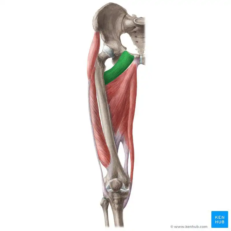 Гребенчатая мышца — Physiotherapist Гребенчатая мышца