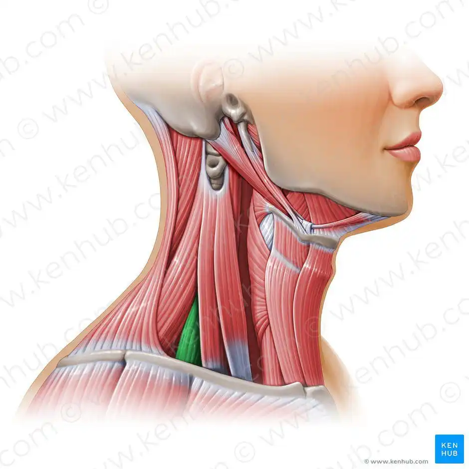 Наименьшая лестничная мышца — Physiotherapist Наименьшая лестничная мышца