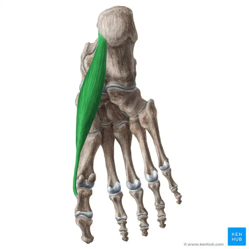 Мышца, отводящая большой палец стопы — Physiotherapist Мышца, отводящая большой палец стопы