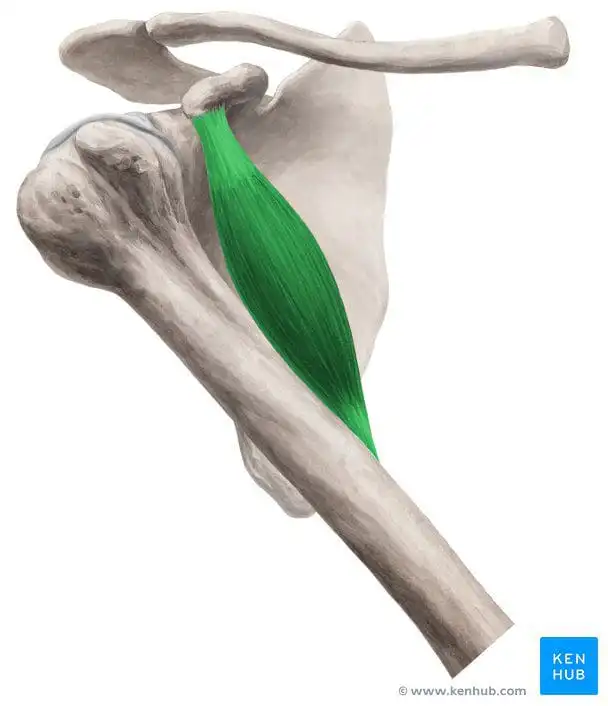 Клювовидно-плечевая мышца — Physiotherapist Клювовидно-плечевая мышца