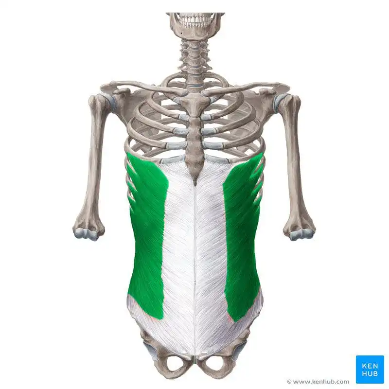Наружная косая мышца живота — Physiotherapist Наружная косая мышца живота