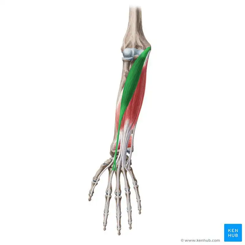 Лучевой сгибатель запястья — Physiotherapist Лучевой сгибатель запястья