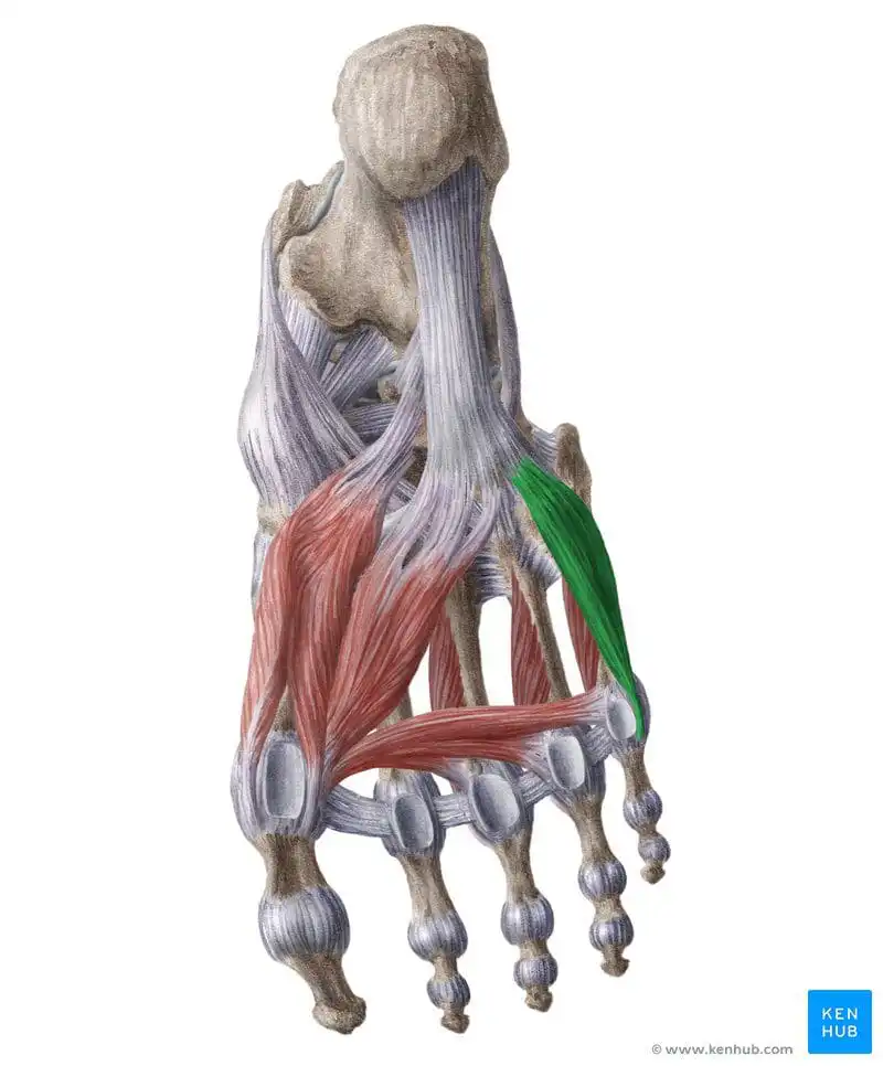 Короткий сгибатель мизинца стопы — Physiotherapist Короткий сгибатель мизинца стопы