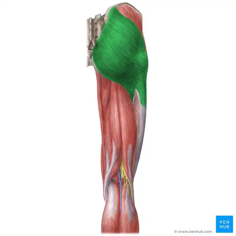 Большая ягодичная мышца — Physiotherapist Большая ягодичная мышца