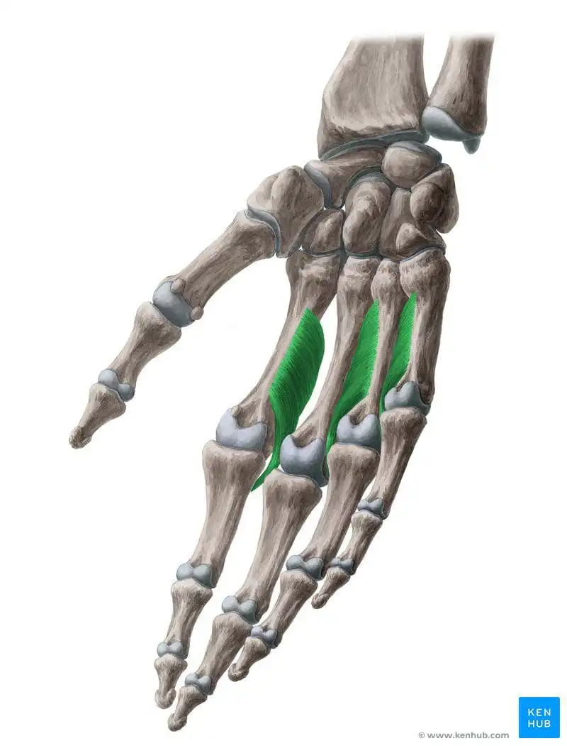 Ладонные межкостные мышцы — Physiotherapist Ладонные межкостные мышцы