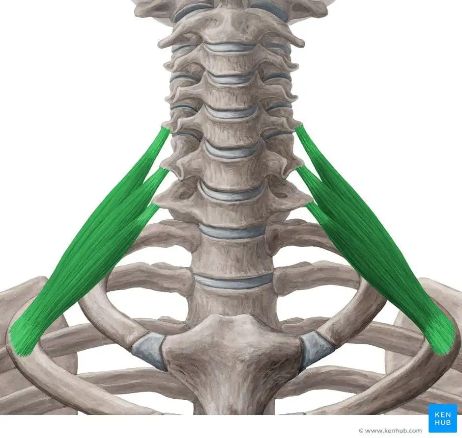 Задняя лестничная мышца — Physiotherapist Задняя лестничная мышца