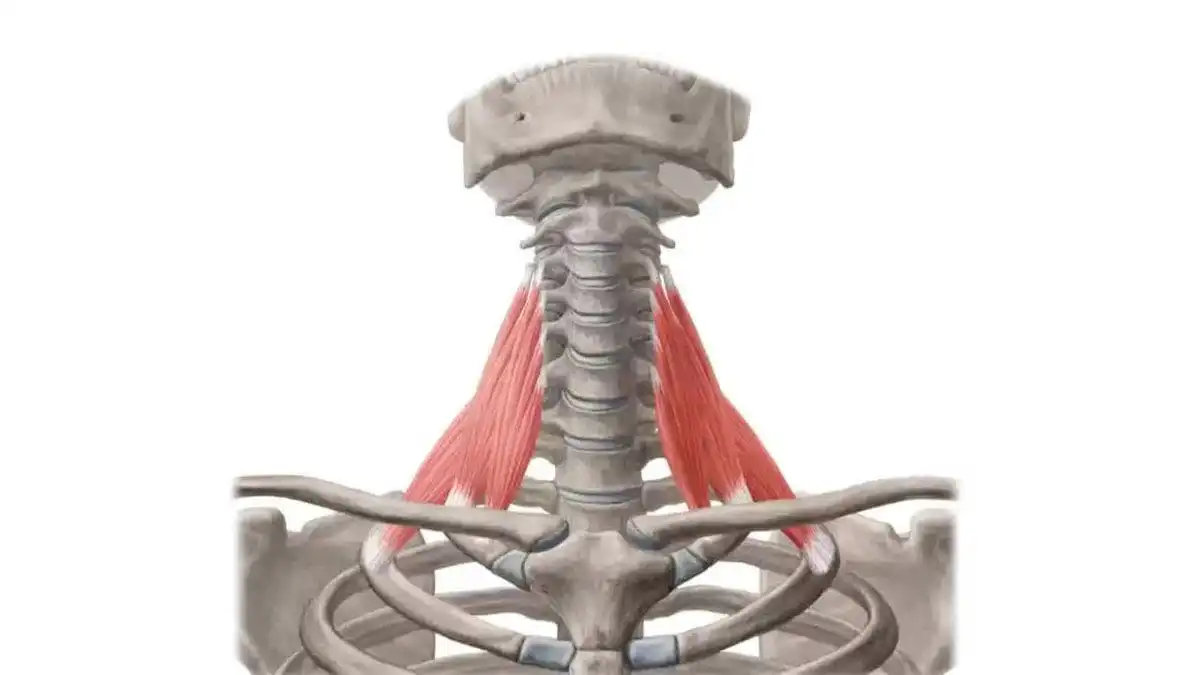 Лестничные мышцы — Physiotherapist Лестничные мышцы