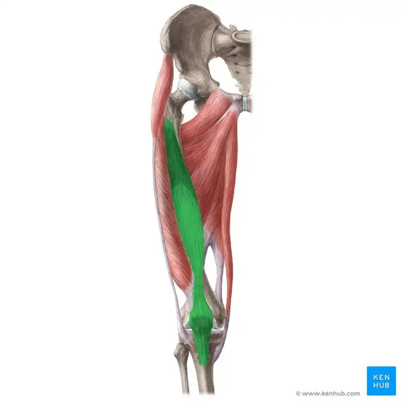Промежуточная широкая мышца бедра — Physiotherapist Промежуточная широкая мышца бедра