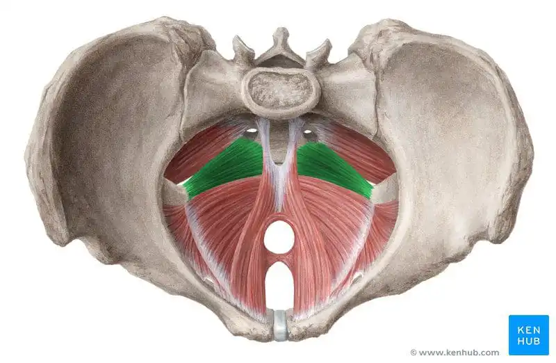 Копчиковая мышца — Physiotherapist Копчиковая мышца