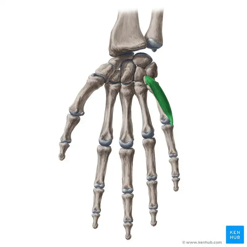 Короткий сгибатель мизинца кисти — Physiotherapist Короткий сгибатель мизинца кисти