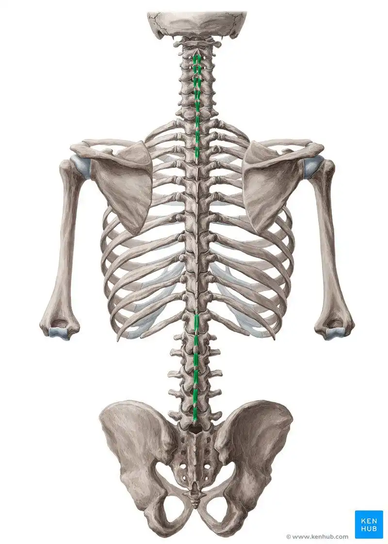 Межостистые мышцы — Physiotherapist Межостистые мышцы
