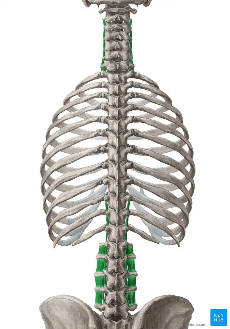 Межпоперечные мышцы — Physiotherapist Межпоперечные мышцы