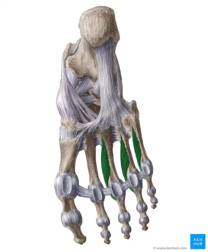 Подошвенные межкостные мышцы — Physiotherapist Подошвенные межкостные мышцы