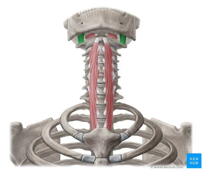 Латеральная прямая мышца головы — Physiotherapist Латеральная прямая мышца головы