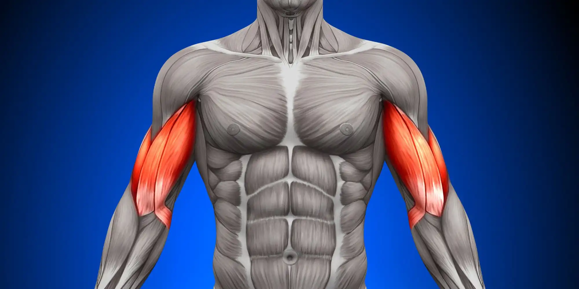 Тендинопатия длинной головки бицепса — Physiotherapist Тендинопатия длинной головки бицепса