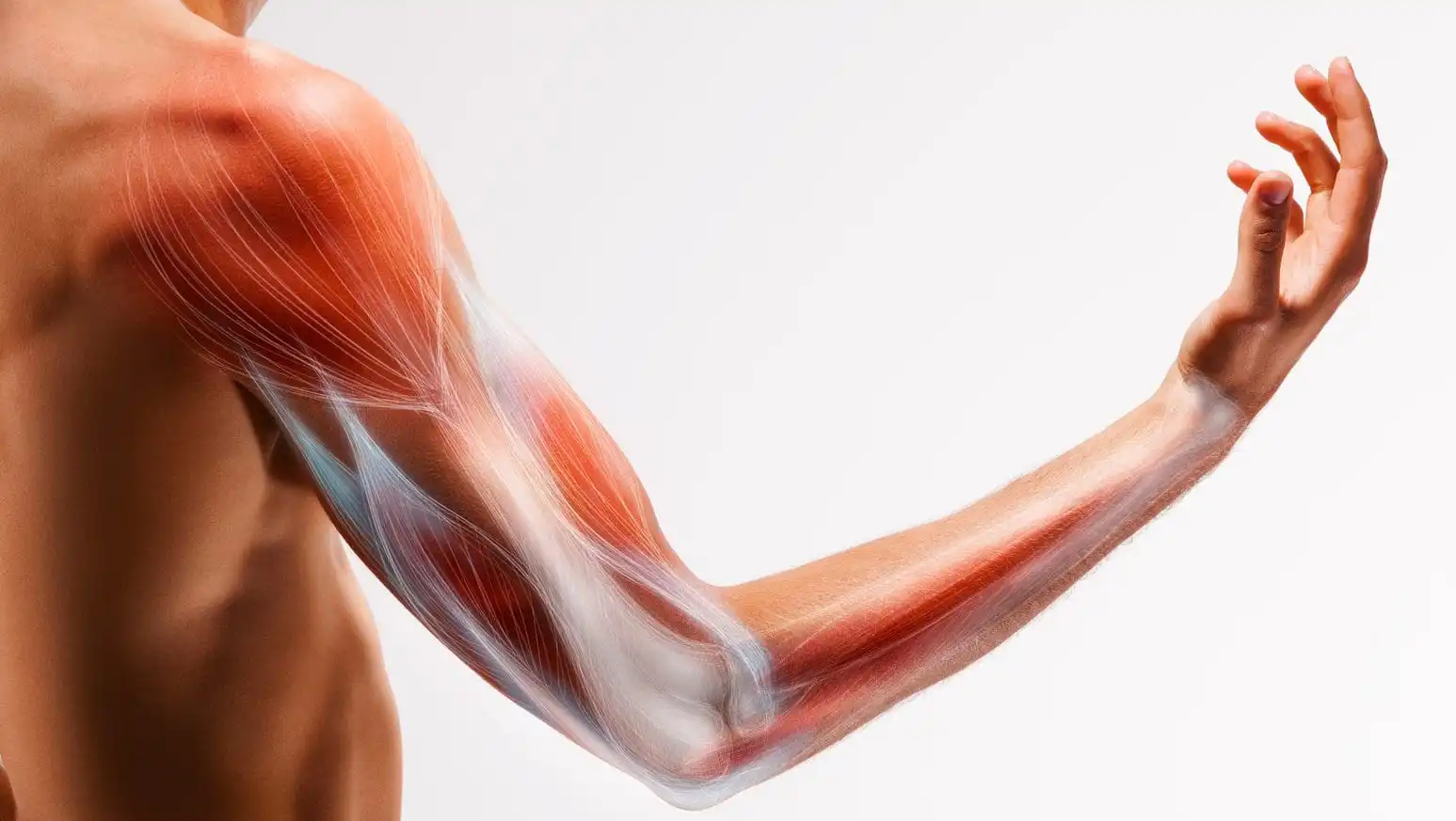 Тендинит трёхглавой мышцы — Physiotherapist Тендинит трёхглавой мышцы